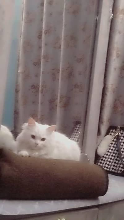 3 mnt male cat for sale