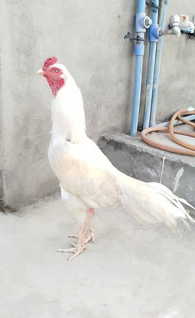 Hera Aseel murga forsale