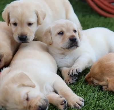 Labrador puppies 03111968618