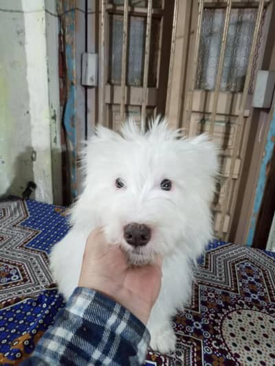 white poodle friendly dogs active healthy