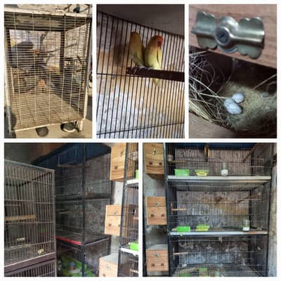 Cages | Lovebirds  | Breeding Boxs | With Free Accessories for sale