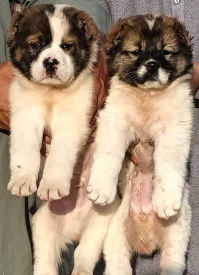Alabai | King alabai | Central Asian Shepherd | puppies pair