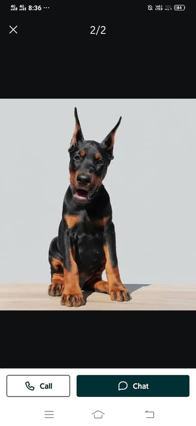 imported American Doberman for urgent sale