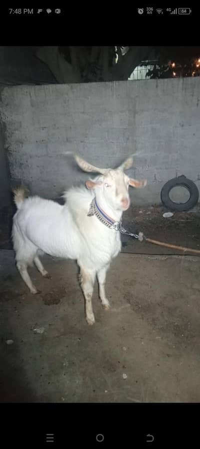 teddy bakra urgent sale Karna hai location Karachi 03112012172