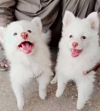 Russian puppies 03111968618