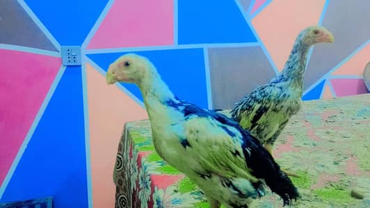parrot beak aseel chicks urgent sale contact number 03214167286