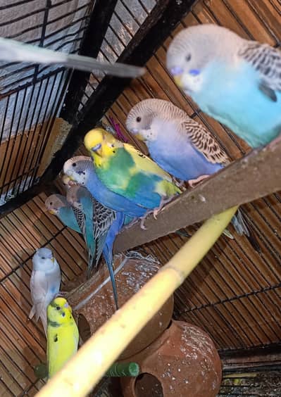 Australian Budgie Chicks for Sale