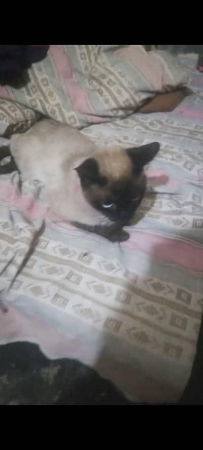 siamese female cat for sale