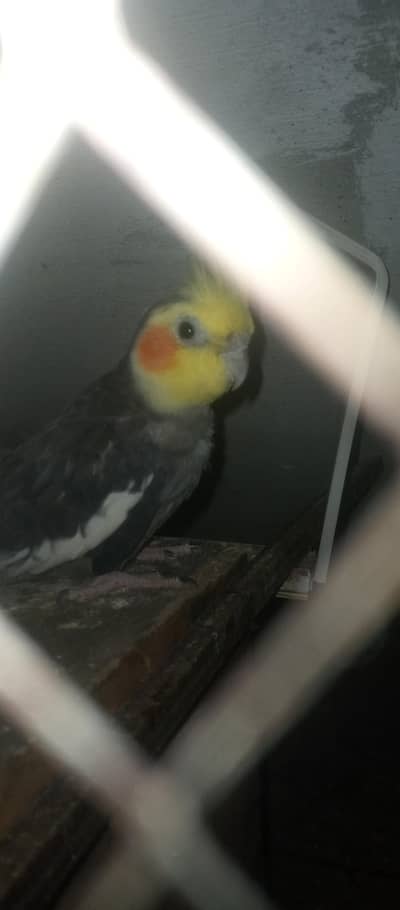 cocktail  young  paire  price fainal