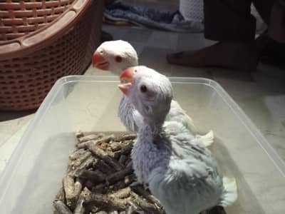 color & green ringneck chicks