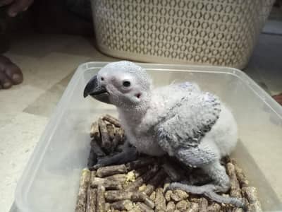African grey chicks