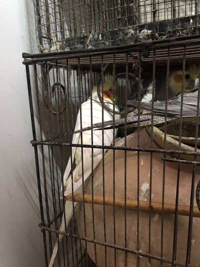 Cocktiel pairs with 2 columns  cage Available for sale