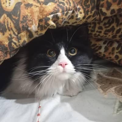 Double coat Persian Cat for sale , Color black and white