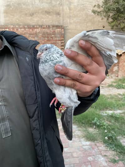 chudary teddy bachay for sale 3000 hazar jori jal dar