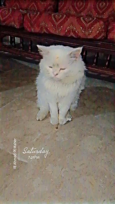 beautifull persian cat