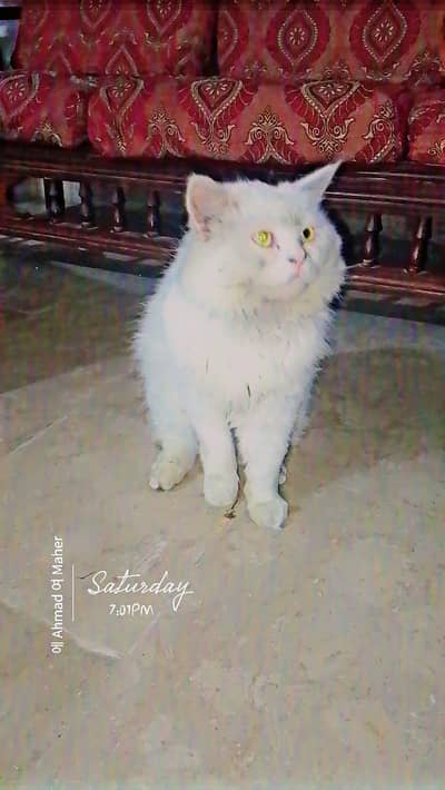 beautifull persian cat