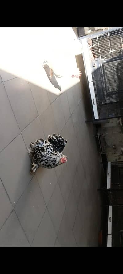 Mottled coachin bantam