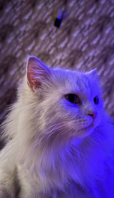 WHITE PERSIAN CAT SPAYED