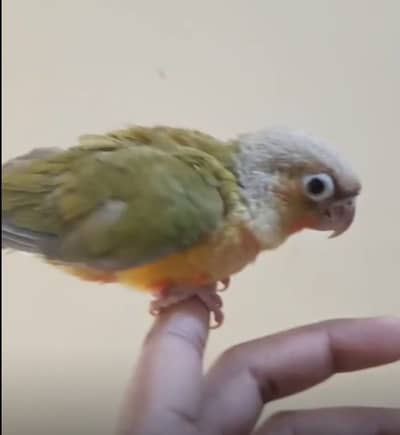 Beautiful pine apple pic change iconure chick healthy baby hand feed