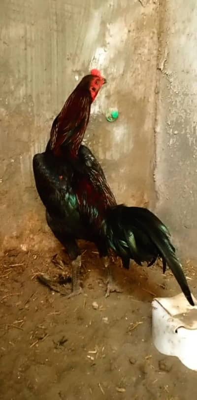 BURMI PAKOYE SUPER VVIP | PURE BIRD