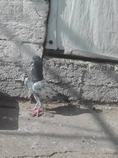 Quality birds Teddy pair for sale