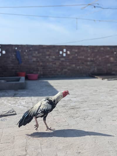 rampori karose aseel