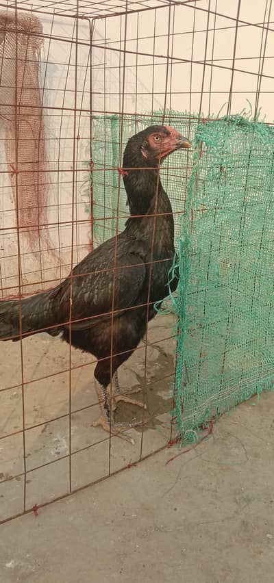 pure Pakistani black mushki female long hight
