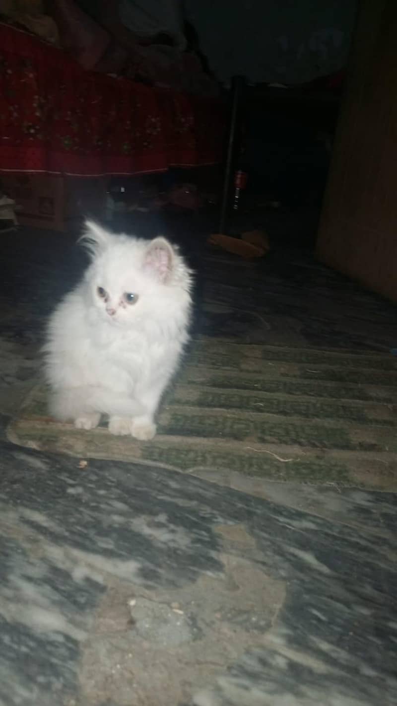 persain cat 0