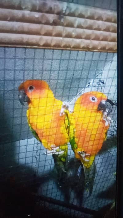sun conure