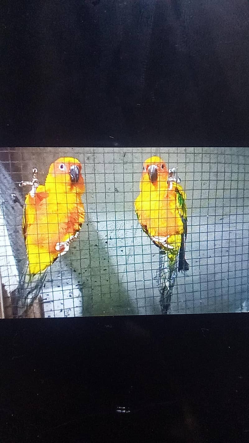 sun conure 1