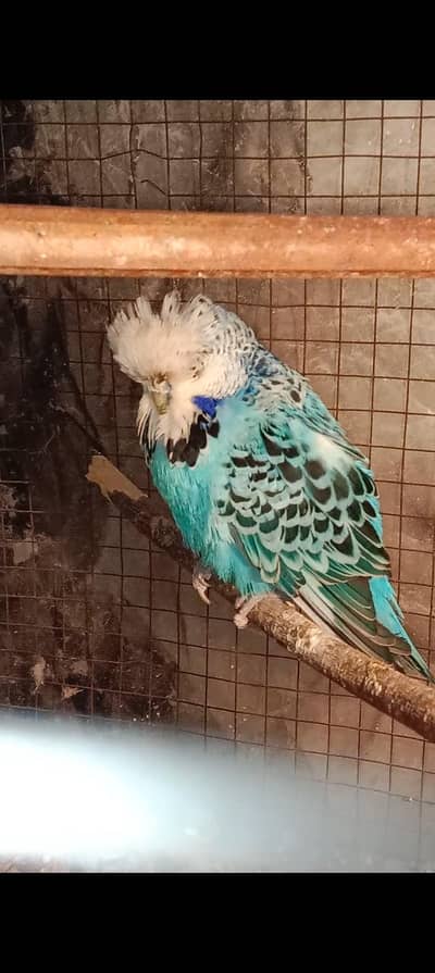 exhibition ,TCB , spangle