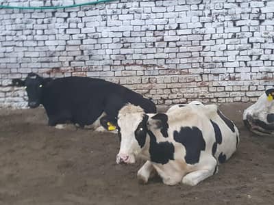 3 COWS FOR SALE