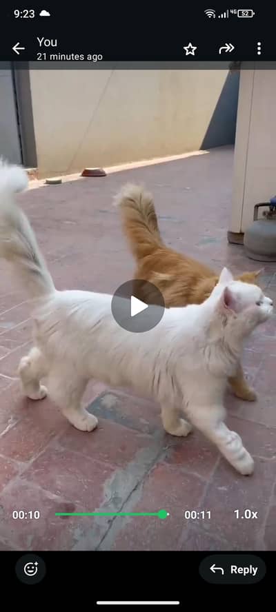 pershion cat 2 male for sale