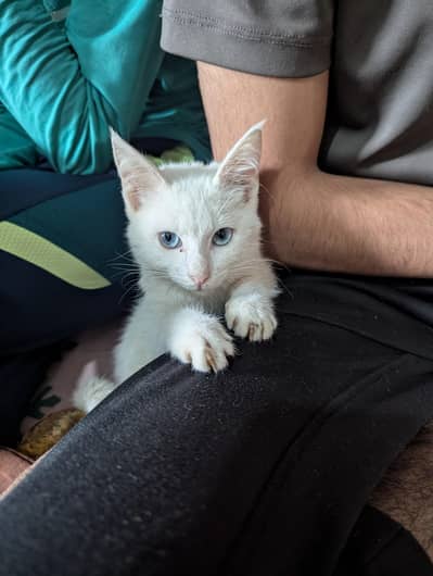 Persian kittens male