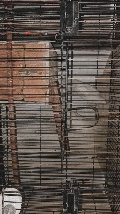 red eyes cocktail parrots