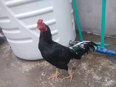 1 aseel mix murgha 2 golden murghian