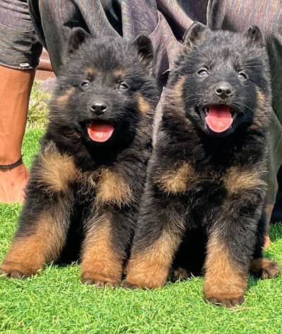 German Shepherd for sale happy  2 month