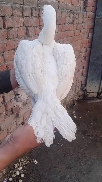 7500 ki h 03164350590