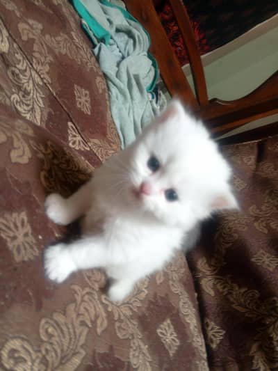 cute babies for sale urgent