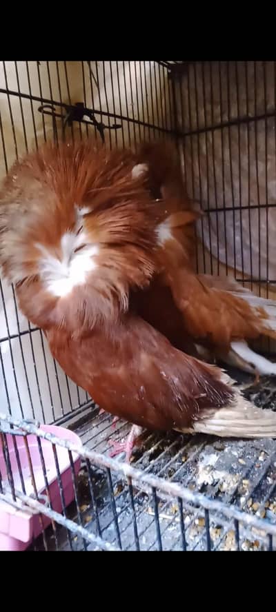 breeder pair  for sale 0306,2939635