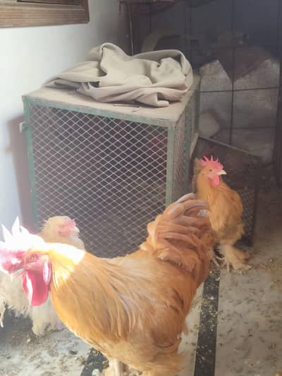 golden buff hens for sale with cage