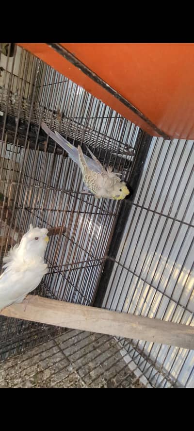 Hogoromo pair / green opline dilute breeder pair