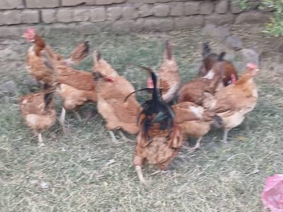 Desi golden mix hens