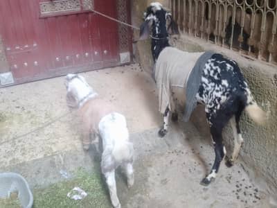 goat or is ya baby sale ka Lia ha urgent sale