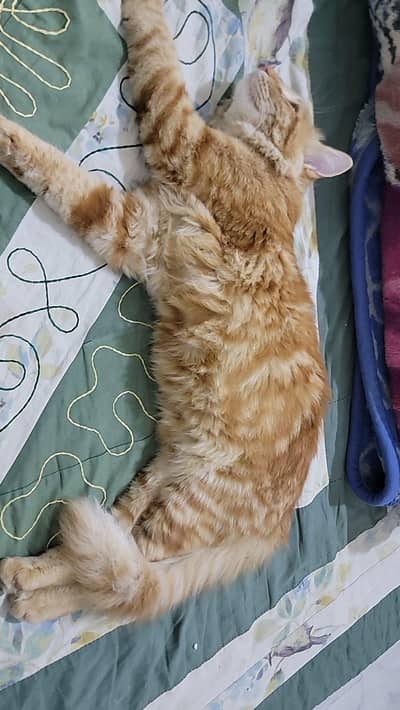 Triple coated Persian Cat