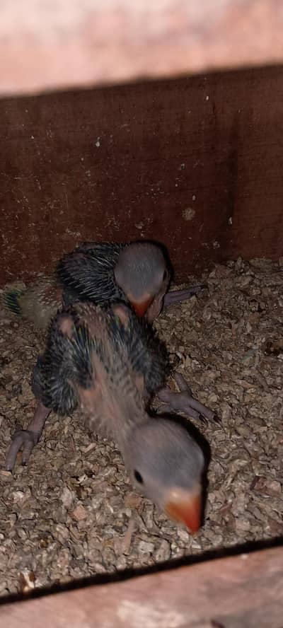Green Ringneck chicks