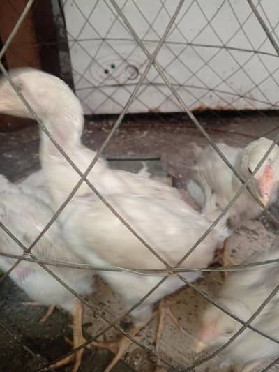 shamo murge murgi  1pess 5000