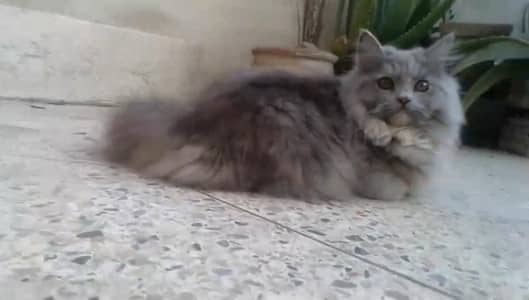 Persian cat