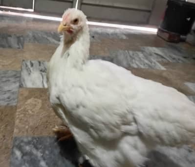 White buff 10 months