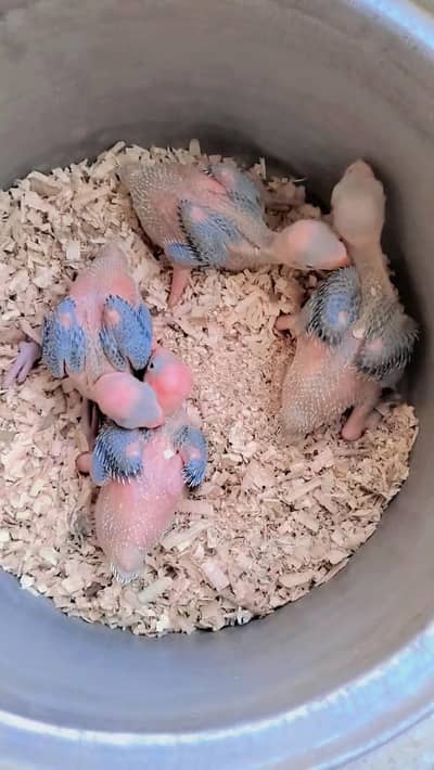 Green Ringneck Chicks